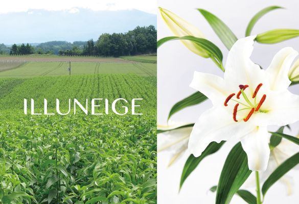 【MENARD 美伊娜多】 光老化保養激推，與ILLUNEIGE系列一起探索膠原彈潤光澤肌，北海道香水百合珍貴抗老成分