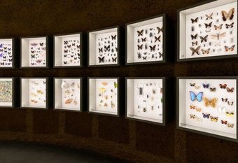 【GUERLAIN 嬌蘭】 WORLD BEE DAY 2025 世界蜜蜂日