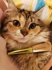 容易掉～～最近做了＂角蛋白美睫＂超美的～～