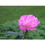  150x150 207972 df34f49cb2da8583