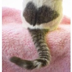  150x150 251285 5a68331522409032