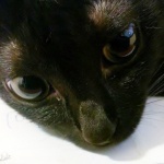  150x150 300472 15ddec1f71698f55