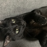  150x150 304645 4a1263bc61388710