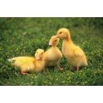  150x150 317594 560ac801284fb77c