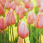 150x150 flowers