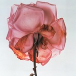150x150 img 6584