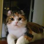  150x150 380260 cce5d02651a5cf90