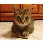  150x150 384687 c9c3b37b89fdc55e