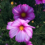 150x150 388601 844217dbe5df26cc