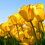 150x150 tulips