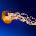 150x150 jellyfish