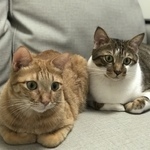  150x150 417949 87ac7c3a5d6526ba