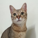  150x150 41980 5f22906174950463