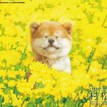  150x150 436026 d40f79ab43394fd1