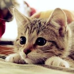 150x150 cat2