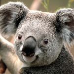 150x150 koala