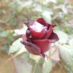 150x150 dscn1238