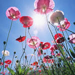 150x150 images