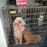  150x150 522958 c86bafa28e041109