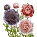  150x150 527337 704ec4f995e9d98a