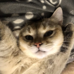  150x150 570608 3a6a87a9fd578948