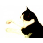  150x150 60155 09bb63aa988fb0dc