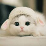  150x150 667536 dd1eb58502b4b6d2