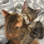  150x150 685124 0251aacf7ec63cd0