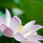 金蓮蓮