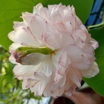 150x150 p 20190731 082027