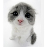  150x150 95088 58226e81a484c25d